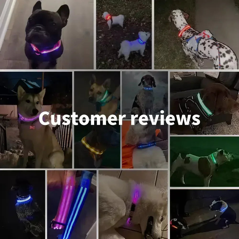The NightOwl LED Safety Collar